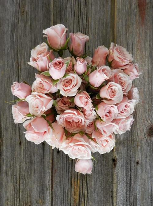 MAJOLIKA  PINK SPRAY ROSES